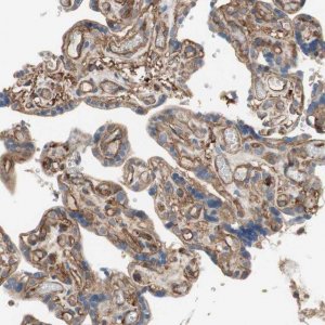 Anti-IL1RL1 antibody produced in rabbit 