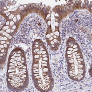 Anti-IL37 antibody produced in rabbit 