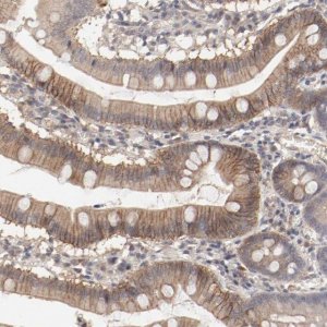 Anti-IL3RA antibody produced in rabbit 