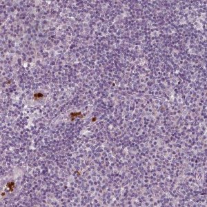 Anti-IL4 antibody produced in rabbit 