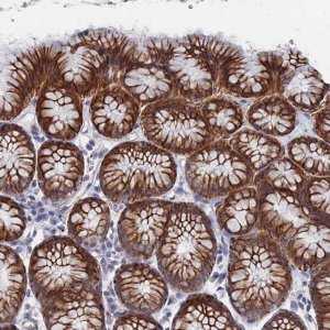 Anti-IL7 antibody produced in rabbit 