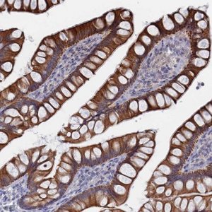 Anti-IL7 antibody produced in rabbit 