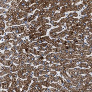 Anti-ILDR1 antibody produced in rabbit 