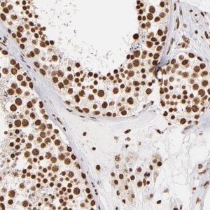 Anti-ILF3 antibody produced in rabbit 