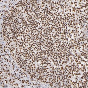 Anti-ILF3 antibody produced in rabbit 