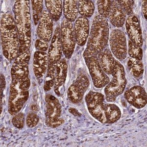 Anti-ILVBL antibody produced in rabbit 