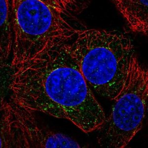 Anti-ILVBL antibody produced in rabbit 