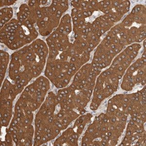 Anti-IMMP2L antibody produced in rabbit 