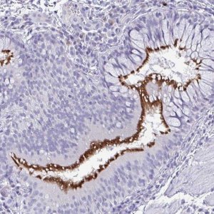 Anti-INAFM1 antibody produced in rabbit 