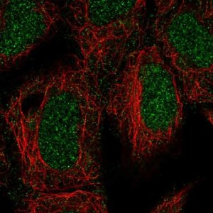 Anti-ING3 antibody produced in rabbit 