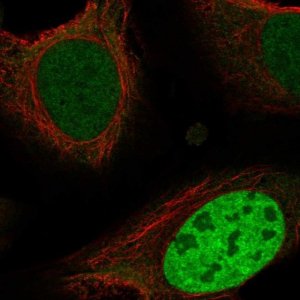 Anti-ING4 antibody produced in rabbit 