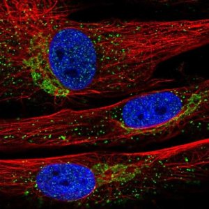 Anti-INMT antibody produced in rabbit 