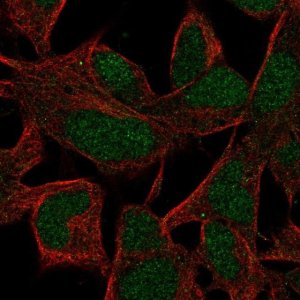 Anti-INO80B antibody produced in rabbit 