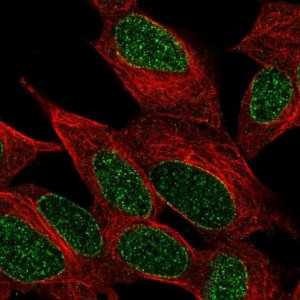 Anti-INPP4A antibody produced in rabbit 