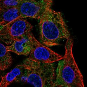 Anti-INPP5D antibody produced in rabbit 