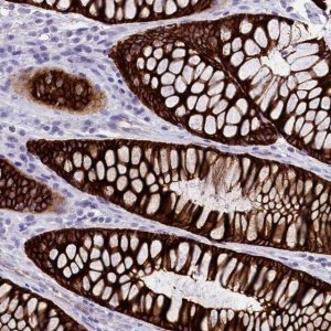Anti-INSC antibody produced in rabbit 