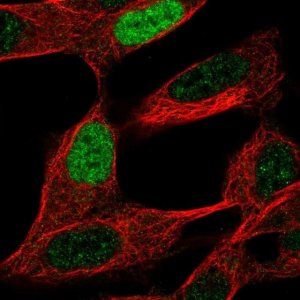 Anti-INSM2 antibody produced in rabbit 