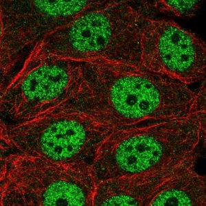 Anti-INTS1 antibody produced in rabbit 