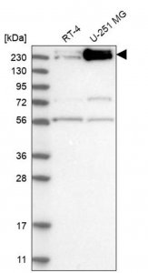 Anti-INTS1 antibody produced in rabbit HPA021658-100UL