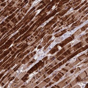 Anti-INTS10 antibody produced in rabbit 
