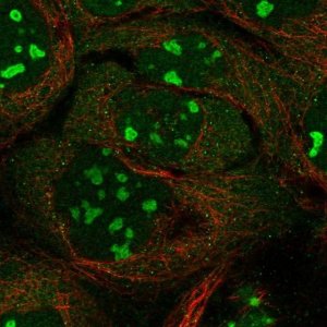 Anti-INTS4 antibody produced in rabbit 