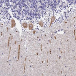 Anti-INTS5 antibody produced in rabbit 
