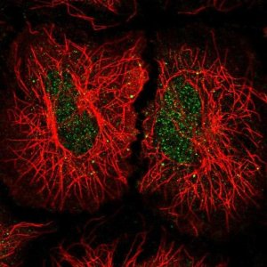 Anti-INTS5 antibody produced in rabbit 