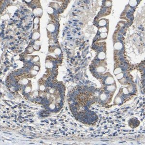 Anti-INTS6L antibody produced in rabbit 