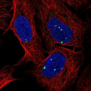 Anti-INTS7 antibody produced in rabbit 