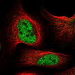 Anti-INTS9 antibody produced in rabbit 