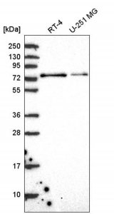 Anti-INTS9 antibody produced in rabbit 