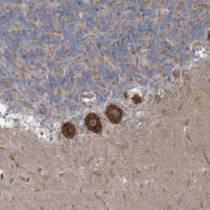 Anti-INTU antibody produced in rabbit 