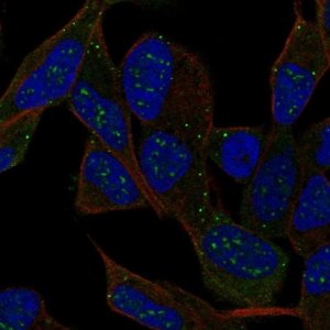 Anti-IPCEF1 antibody produced in rabbit 