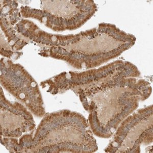 Anti-IQCC antibody produced in rabbit 