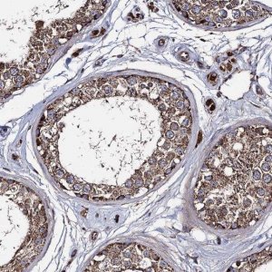 Anti-IQCH antibody produced in rabbit 