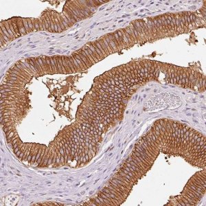 Anti-IQGAP2 antibody produced in rabbit 