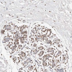 Anti-IQGAP3 antibody produced in rabbit 