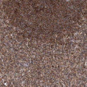 Anti-IQSEC1 antibody produced in rabbit 