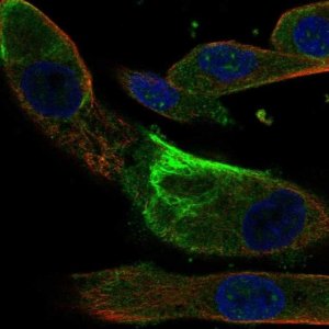 Anti-IQUB antibody produced in rabbit 