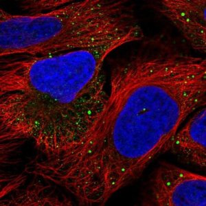 Anti-IRAK2 antibody produced in rabbit 