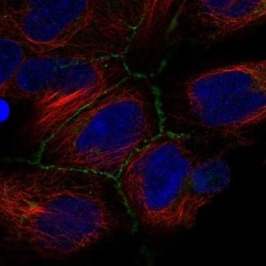 Anti-IREB2 antibody produced in rabbit 