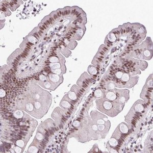 Anti-IRF1 antibody produced in rabbit 