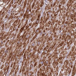Anti-IRS4 antibody produced in rabbit 