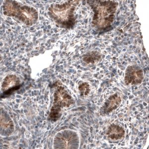 Anti-IRX1 antibody produced in rabbit 