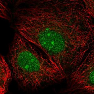 Anti-IRX2 antibody produced in rabbit 