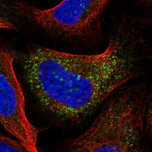 Anti-IRX3 antibody produced in rabbit 