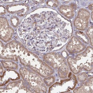 Anti-ISCU antibody produced in rabbit 