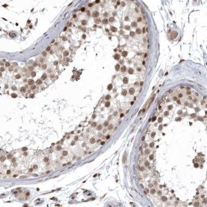 Anti-ISG20L2 antibody produced in rabbit 