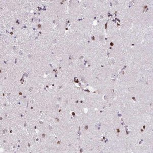 Anti-ISL1 antibody produced in rabbit 