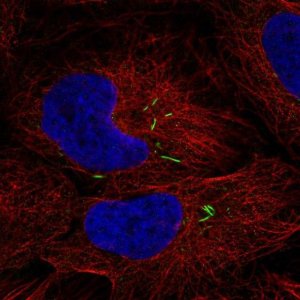 Anti-ISL2 antibody produced in rabbit 